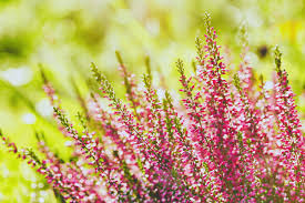 Attēlu rezultāti vaicājumam “Calluna vulgaris bud”