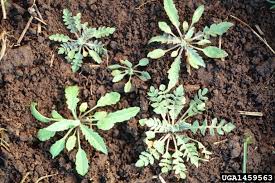 Attēlu rezultāti vaicājumam “Capsella bursa-pastoris leaf”