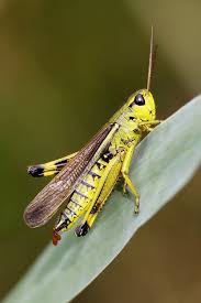 Attēlu rezultāti vaicājumam “Stethophyma grossum”