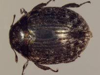 Attēlu rezultāti vaicājumam “Byrrhidae”