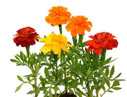 Image result for Tagetes patula