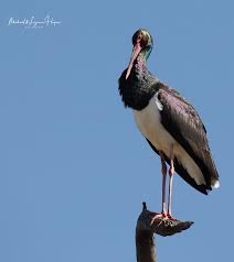 Attēlu rezultāti vaicājumam “Ciconia nigra adult”