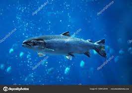 Image result for Salmo salar