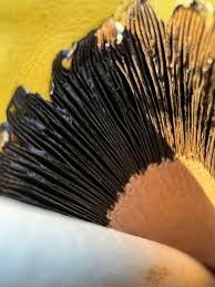 Attēlu rezultāti vaicājumam “Coprinus comatus”