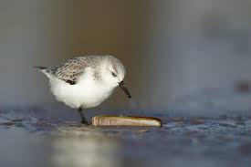 Attēlu rezultāti vaicājumam “Calidris alba adult”
