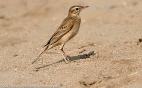Image result for Anthus campestris