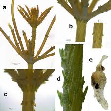 Attēlu rezultāti vaicājumam “Chara polyacantha”