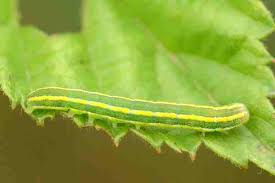 Attēlu rezultāti vaicājumam “Ceramica pisi”