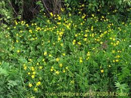 Attēlu rezultāti vaicājumam “Ranunculus repens”