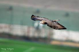 Attēlu rezultāti vaicājumam “Pernis apivorus adult”