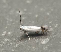 Attēlu rezultāti vaicājumam “Lyonetiidae”