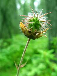 Image result for Geum rivale