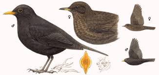 Attēlu rezultāti vaicājumam “Turdus merula male”