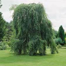 Attēlu rezultāti vaicājumam “Betula pendula Youngii”