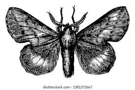 Attēlu rezultāti vaicājumam “Lasiocampidae”