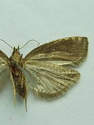 Attēlu rezultāti vaicājumam “Epinotia brunnichana”