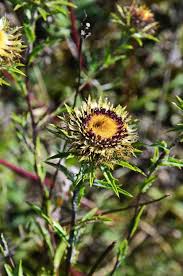 Attēlu rezultāti vaicājumam “Carlina biebersteinii flower”