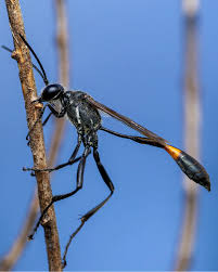 Attēlu rezultāti vaicājumam “Ammophila sp.”