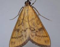 Attēlu rezultāti vaicājumam “Mecyna flavalis”