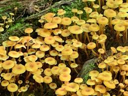 Attēlu rezultāti vaicājumam “Xeromphalina campanella”