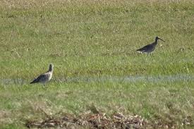 Attēlu rezultāti vaicājumam “Numenius arquata adult”