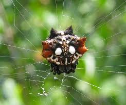 Attēlu rezultāti vaicājumam “Araneidae”