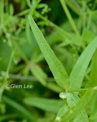 Attēlu rezultāti vaicājumam “Veronica scutellata fruit”
