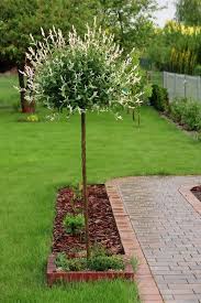 Attēlu rezultāti vaicājumam “Salix Vetrix”