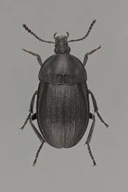 Attēlu rezultāti vaicājumam “Phosphuga atrata”