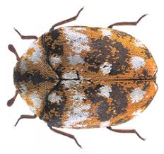 Attēlu rezultāti vaicājumam “Anthrenus sp.”