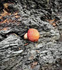 Attēlu rezultāti vaicājumam “Rosellinia desmazieri spores”