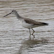 Attēlu rezultāti vaicājumam “Tringa nebularia adult”