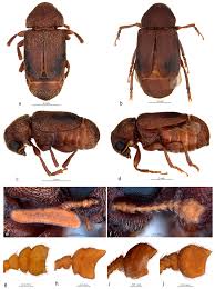 Attēlu rezultāti vaicājumam “Anthribidae”