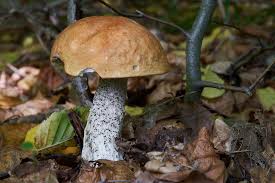 Attēlu rezultāti vaicājumam “Leccinum versipelle”