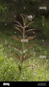 Attēlu rezultāti vaicājumam “Lilium martagon bud”