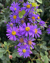 Image result for Aster amellus