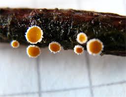 Attēlu rezultāti vaicājumam “Lachnellula willkommii”