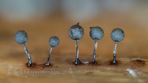 Attēlu rezultāti vaicājumam “Collaria arcyrionema spores”