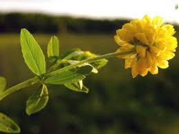 Attēlu rezultāti vaicājumam “Trifolium aureum fruit”