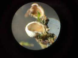 Attēlu rezultāti vaicājumam “Physarum sulphureum stalked”