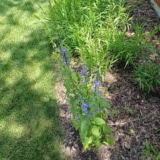 Image result for Campanula americana