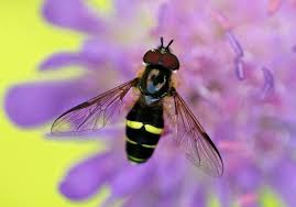 Attēlu rezultāti vaicājumam “Dasysyrphus tricinctus”