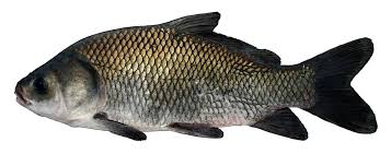 Image result for Ictiobus cyprinellus