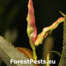 Attēlu rezultāti vaicājumam “Aphis farinosa”