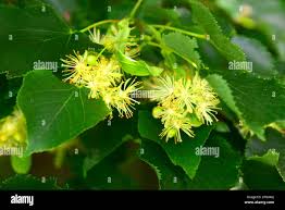 Attēlu rezultāti vaicājumam “Tilia cordata flower”