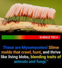 Attēlu rezultāti vaicājumam “Claustria didermoides”
