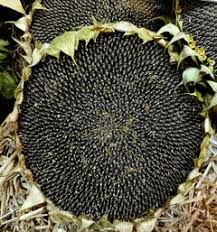 Attēlu rezultāti vaicājumam “Bryum neodamense”