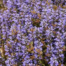 Attēlu rezultāti vaicājumam “Ajuga reptans flower”