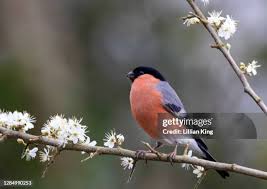 Attēlu rezultāti vaicājumam “Pyrrhula pyrrhula male”