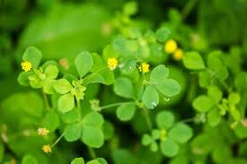 Attēlu rezultāti vaicājumam “Medicago lupulina leaf”